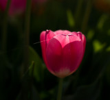 Tulip05.jpg