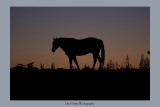 horse silhouette Alberta Canada <BR> IMG_3397_20080930_Resized.jpg