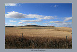 Canadian wide cornfield <BR> IMG_8107s_20081016_Resized.jpg