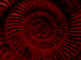 02-12-09 - Fibonacci Fossil Red