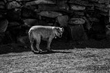 IMG_6374-1.jpg
