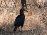 091606-Kruger043.JPG