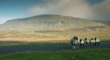 Penyghent  DSC_9027