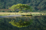 Crummock Water at Dawn DSC_6365