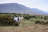 Ponies under Hay Bluff  10_DSC_1647