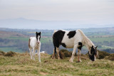 Ponies under Hay Bluff  10_DSC_1688