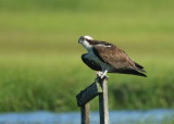 Osprey with snack!