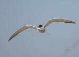 Common Tern