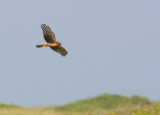 Northern Harrier