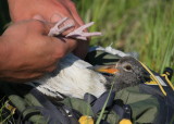 AMOY chick being banded