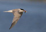 Common Tern, adult