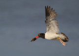 American Oystercatcher with horsehoe crab