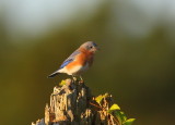 Eastern Bluebird