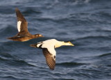 Common Eider, male and White-winged Scoter, female