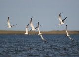 Black Skimmers, adults and juveniles in flight