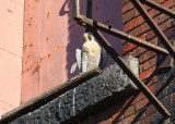 Peregrine adult