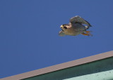 Peregrine adult, male