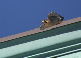 Peregrine adult, male