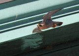 Peregrine adult, male