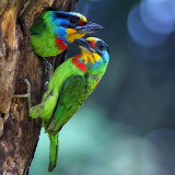 001-DSC05376CAlS_f_f-640s.jpg