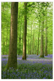 Early morning bluebell wood.
