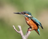 IJsvogel - Common Kingfisher