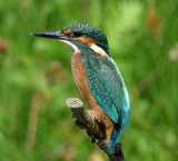 IJsvogel - Common Kingfisher