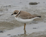 Bontbekplevier - Common Ringed Plover