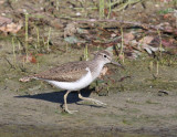 Oeverloper - Common Sandpiper