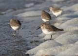 Bonte Strandloper - Dunlin