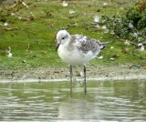 Zwartkopmeeuw - Mediterranean Gull