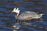 Indische Gans - Bar-headed Goose