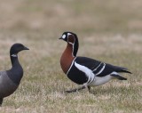 Roodhalsgans - Red-breasted Goose