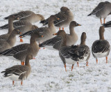 Taigarietgans - Taiga Bean Goose