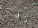 Kalanderleeuwerik - Calandra Lark