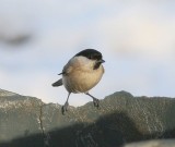 Matkop - Willow Tit