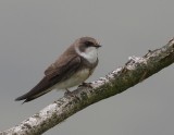 Oeverzwaluw - Sand Martin