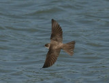 Oeverzwaluw - Sand Martin