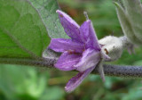 P1000206 Eggplant Blossom