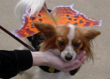 P1010146 Papillon