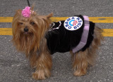 P1010150 Yorkie