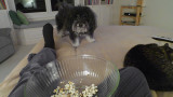 P1020527 Doggie Torture