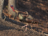 _MG_6922 Running turkey