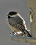 _MG_7078 chickadee.