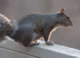 _MG_7215 Squirrel at Sundown