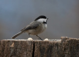 _MG_7676 chickadee