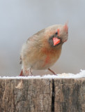 _MG_2814 Female Cardinal with 1.4x Tamron