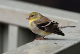 _MG_8058 Goldfinch