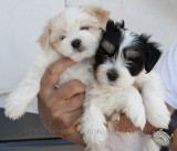 _MG_9286 Havanese Puppies