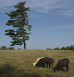 IMG_9654 Grazing Group